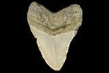 Fossil Megalodon Tooth - North Carolina #124672-2